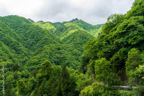 緑が生い茂る山々