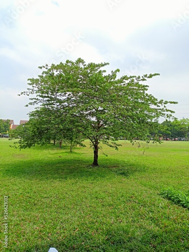 Singapore cherry tree (Muntinga Calabura L.) growing in the field photo