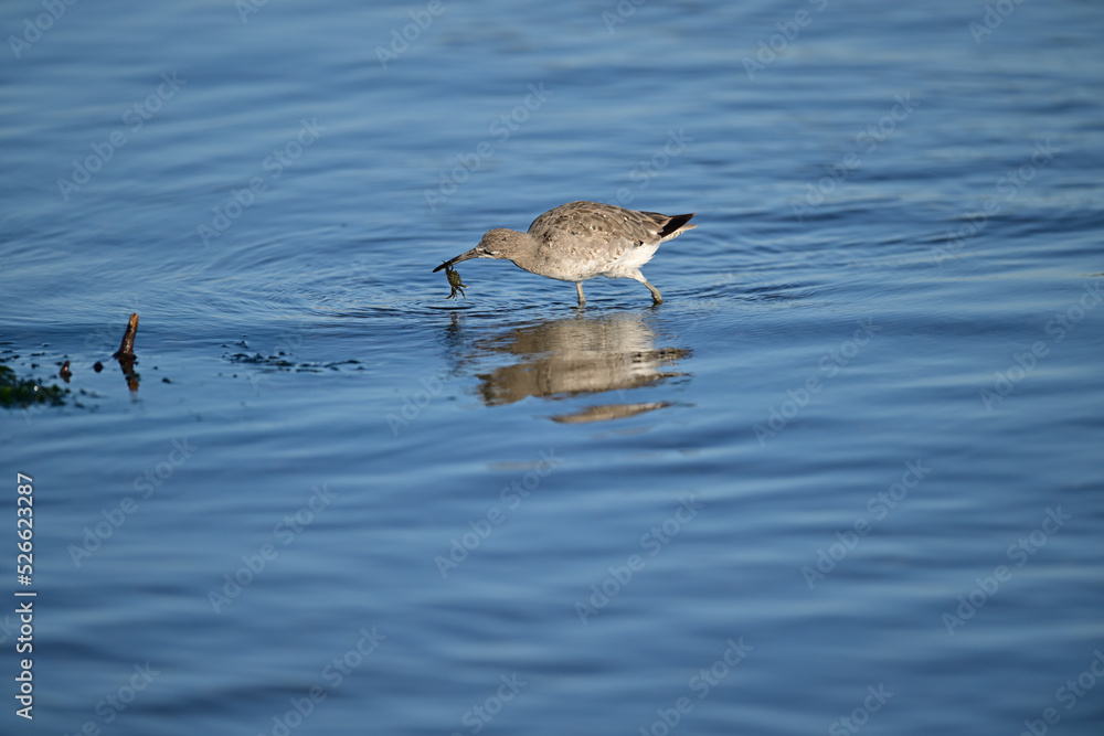 A Spotted Sandpiper catching a crab for lunch A Spotted Sandpiper catching a crab for lunch