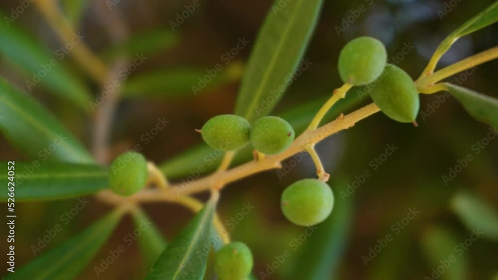 Closeup of Ripe green small olive organic fruit. Olive branches and olives swaying in the wind. Closeup of Ripe green small olive organic fruit. Olive branches and olives swaying in the wind.