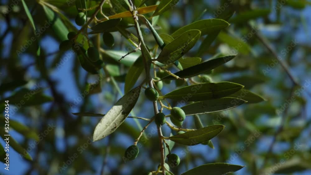Small organic olives on a dry branch that sways in the wind, shot against the blue sky in the background behind the tree branches. Small organic olives on a dry branch that sways in the wind, shot against the blue sky in the background behind the tree branches.
