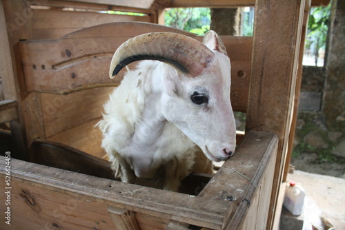 sheep photo for farm  © prutamin_C
