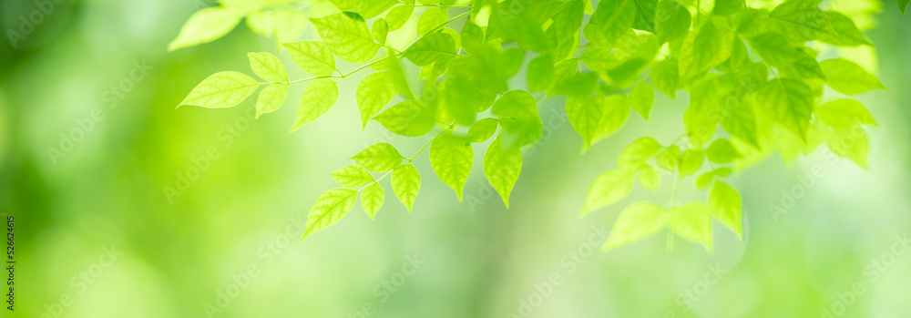 Closeup of beautiful nature view green leaf on blurred greenery background in garden with copy space using as background cover page concept. Closeup of beautiful nature view green leaf on blurred greenery background in garden with copy space using as background cover page concept.