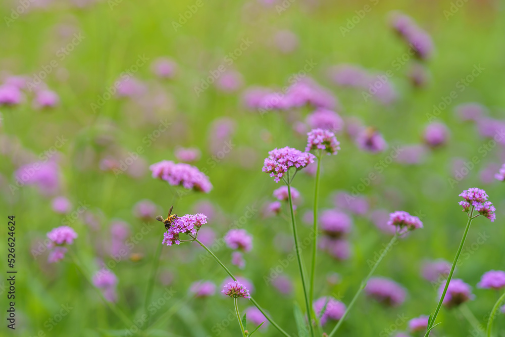 Honey bee pollinating pink purple flower in garden on blurred greenery background in garden with copy space using as background cover page concept. Honey bee pollinating pink purple flower in garden on blurred greenery background in garden with copy space using as background cover page concept.