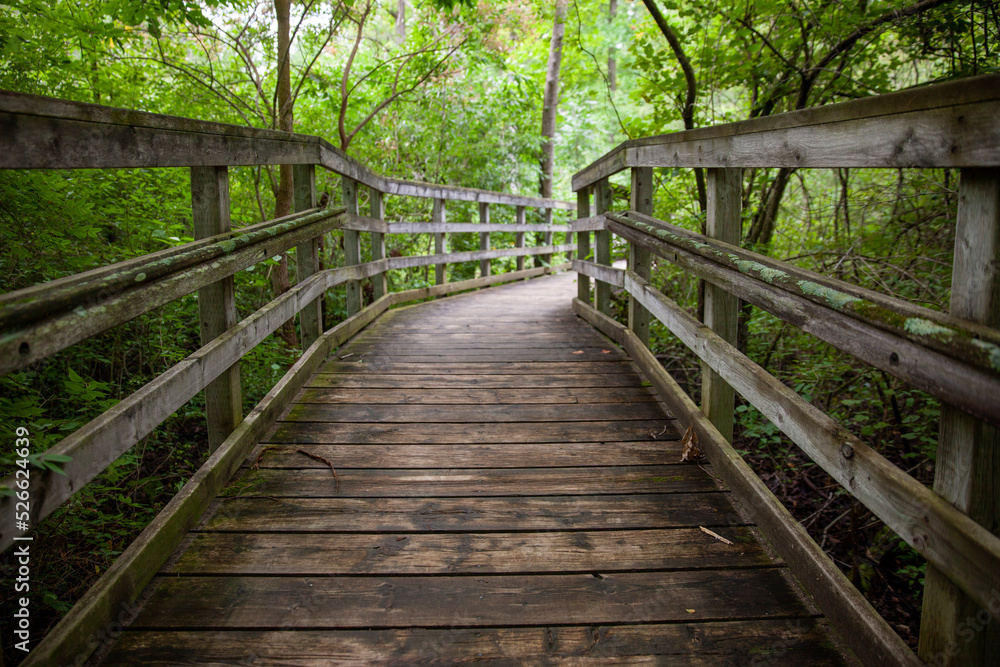 A boardwalk along a hiking path in a Provincial Park in Ontario, Canada.