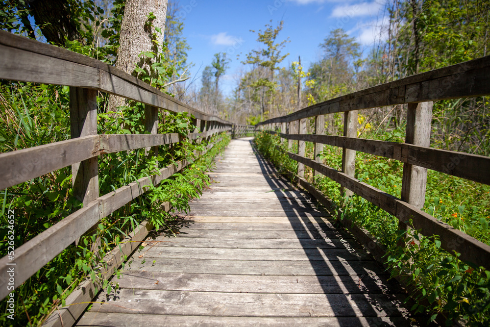 A boardwalk along a hiking path in a Provincial Park in Ontario, Canada.