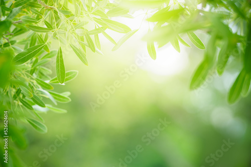 Closeup of beautiful nature view green leaf on blurred greenery background in garden with copy space using as background wallpaper page concept.