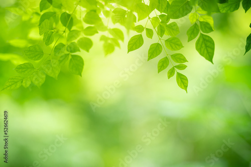 Closeup of beautiful nature view green leaf on blurred greenery background in garden with copy space using as background wallpaper page concept.i