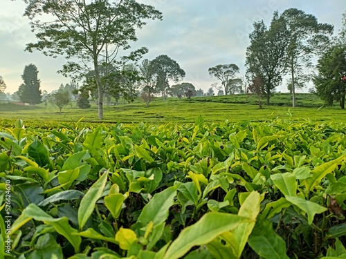 tea plantations in the Pangalengan area, West Java, Indonesia photo