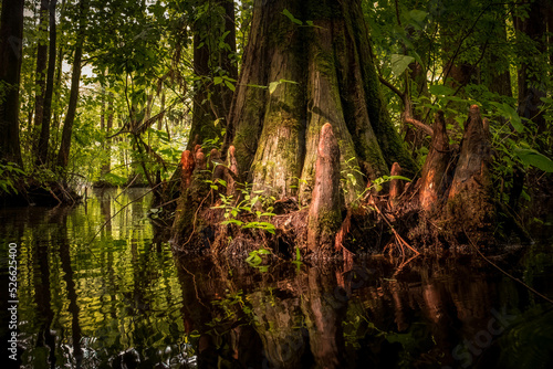 A scenic display of cypress tree knees in the swamp along the kayaking trail at Robertson Millpond Preserve, a Wake County Park in North Carolina. photo