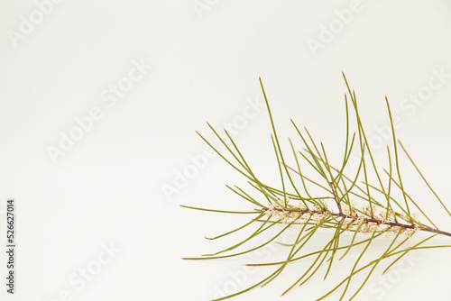 Hakea actities in bloom on white background 