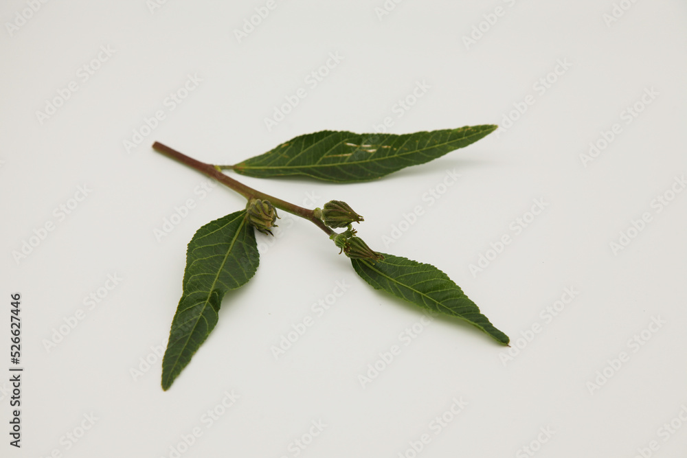 Fototapeta premium Closed flower buds on a stem with green leaves