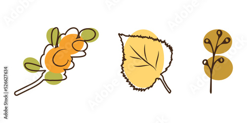 elements of botany autumn style line art birch leaf sea buckthorn branch can be used for postcards posters