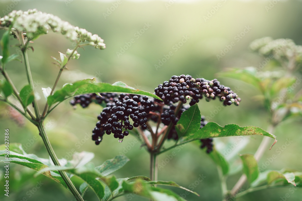 Clusters fruit black elderberry in garden. Sambucus nigra. Common names