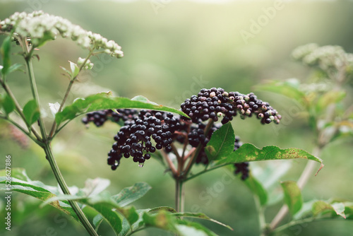 Clusters fruit black elderberry in garden. Sambucus nigra. Common names: elder, black elder, European elder, European elderberry and European black elderberry.