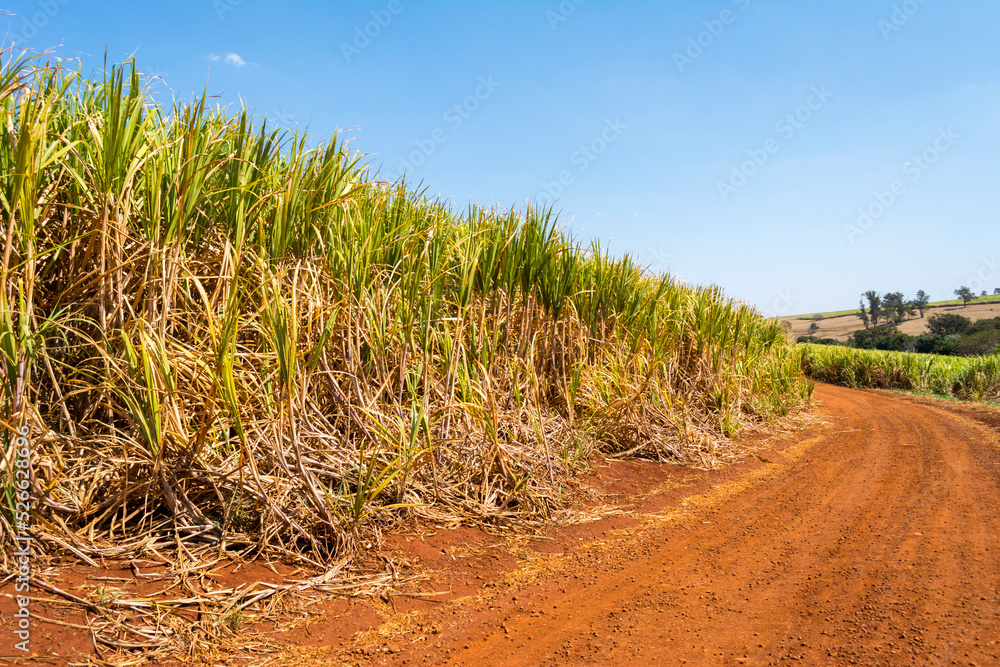 Sugarcane plantation on sunny day Sugarcane plantation on sunny day