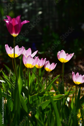 Wallpaper Mural 朝日が当たる庭のチューリップ Torontodigital.ca