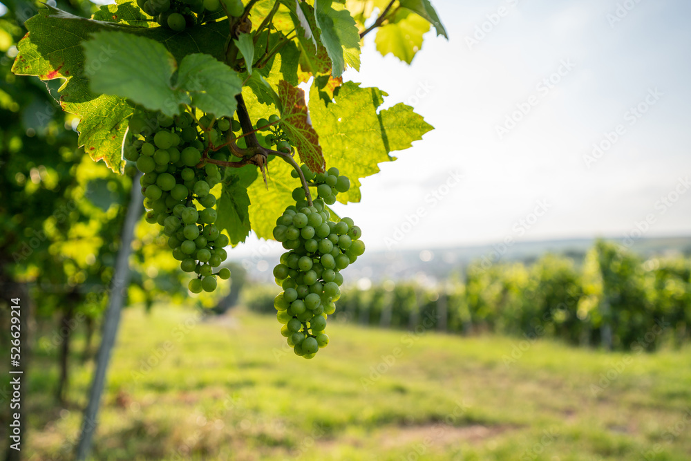 Fototapeta premium Weißweinreben mit viel copy space rechts