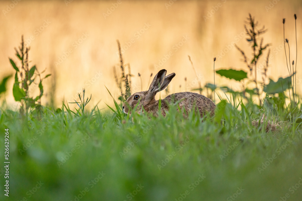 Feldhase (Lepus europaeus) in seinem natürlichen Lebensraum Feldhase (Lepus europaeus) in seinem natürlichen Lebensraum