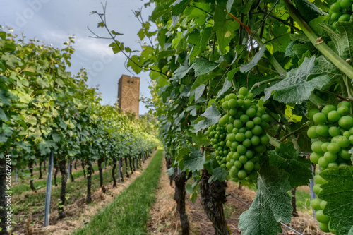 Weißweinreben in einem Weinberg mit dem Turm einer Burg im Hintergrund