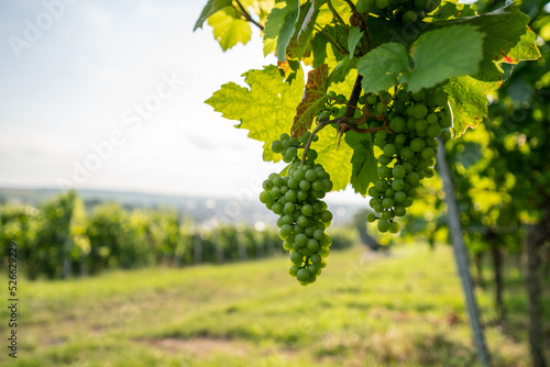 Weißweinreben mit viel copy space links