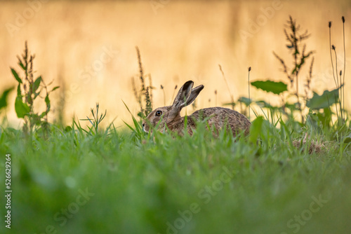 Feldhase (Lepus europaeus) in seinem natürlichen Lebensraum