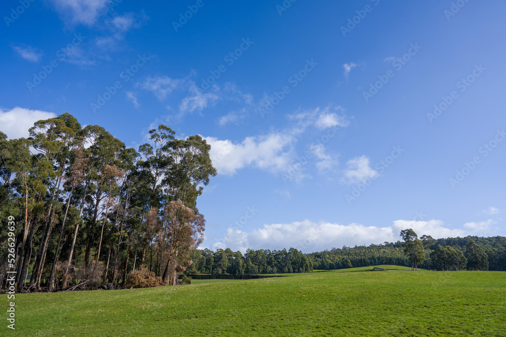 landscape with trees