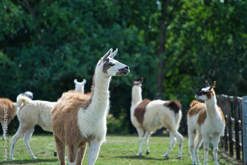 Obraz na plátně old macdonald's farm brentwood essex