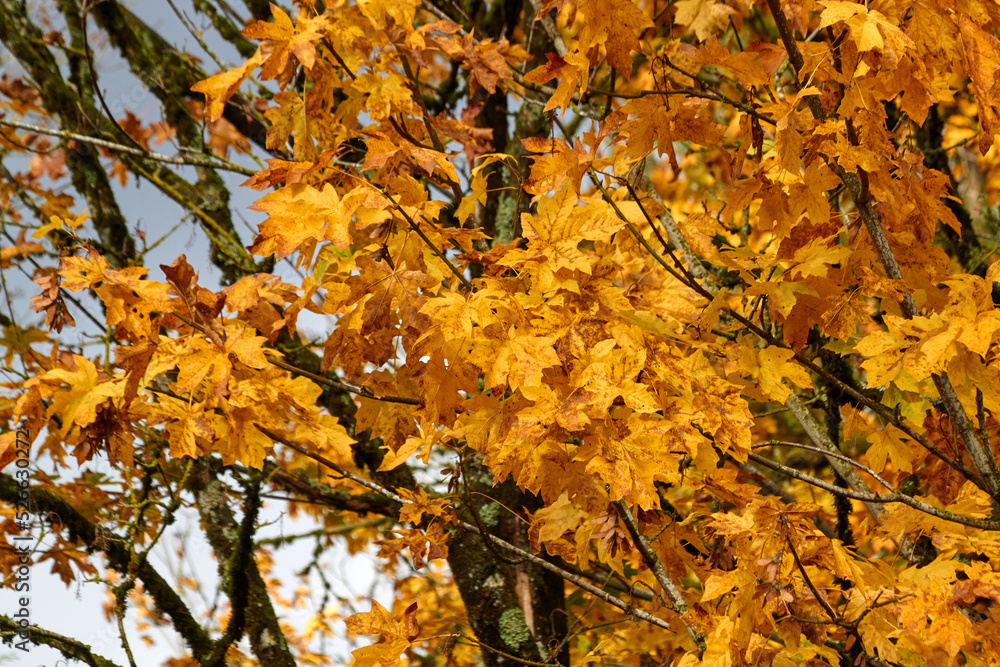 Tree Branches with Yellow Maple Leaves