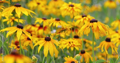 A Yellow rudbeckia flower in the garden photo