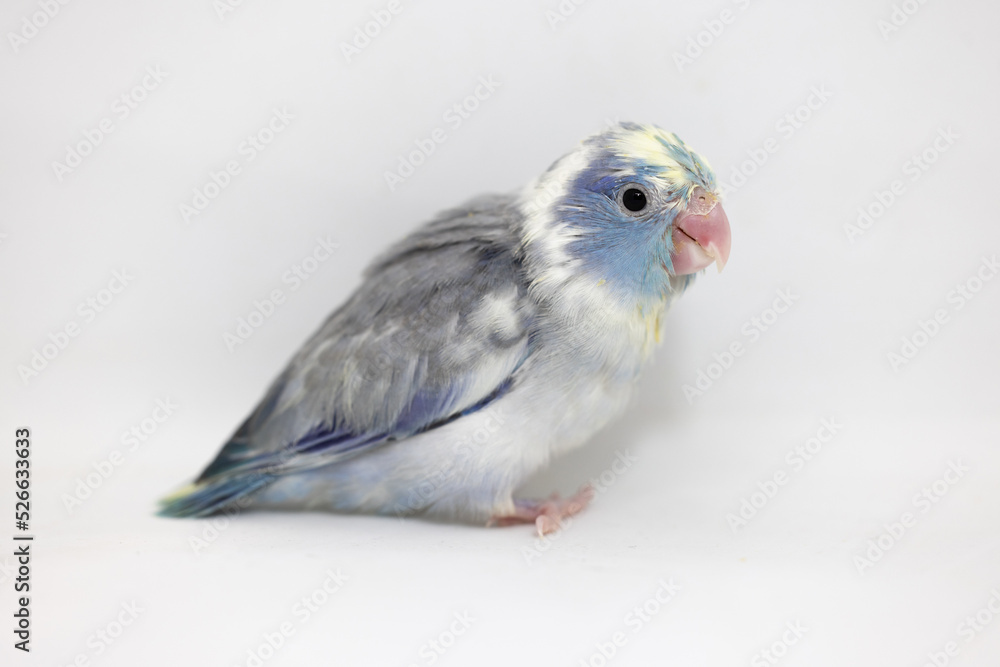 Selective focus of forpus parrotlet bird studio shot on white background Selective focus of forpus parrotlet bird studio shot on white background