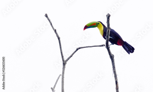 Keel-billed toucan ((Ramphastos sulfuratus) also known as  rainbow toucan in rainforest background of  Puerto Viejo Region of Costa Rica, close to playa cocles photo