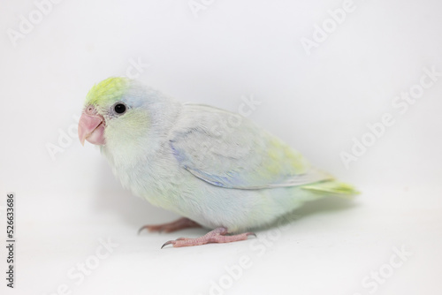 Selective focus of forpus parrotlet bird studio shot on white background