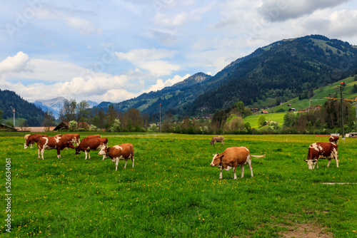 Herd of cows grazing on a green alpine meadow in the Swiss Alps, Switzerland © olyasolodenko