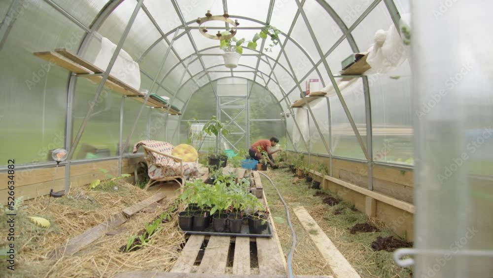 SELF SUFFICIENCY, SLIDER, WIDE - A woman plants in her huge greenhouse SELF SUFFICIENCY, SLIDER, WIDE - A woman plants in her huge greenhouse