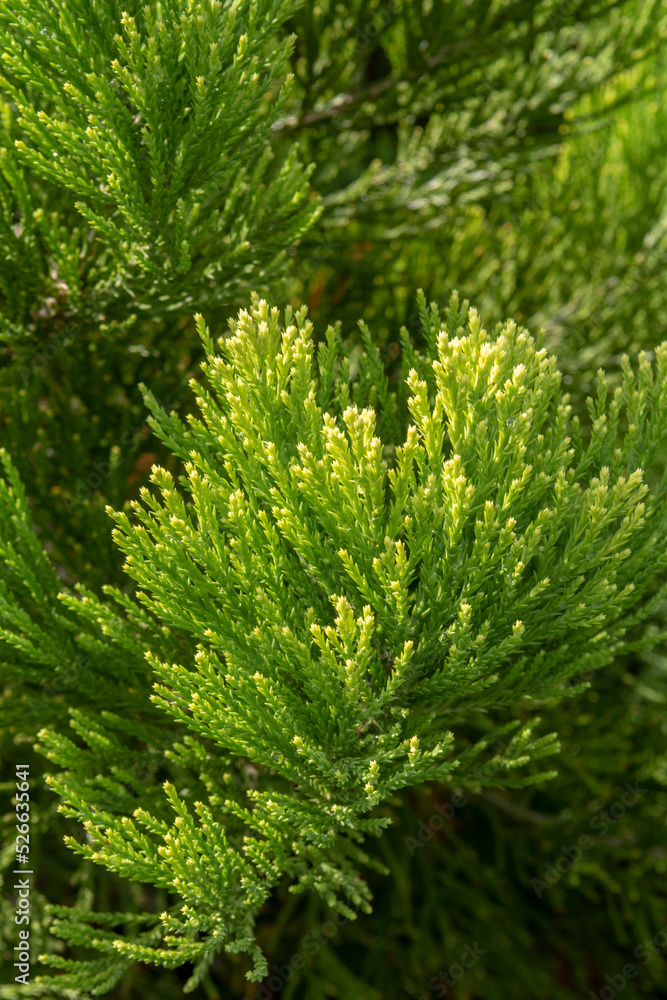 Giant sequoia green leaves and branches. Sequoiadendron giganteum or Sierra redwood needles. Close up. Detail. Giant sequoia green leaves and branches. Sequoiadendron giganteum or Sierra redwood needles. Close up. Detail.
