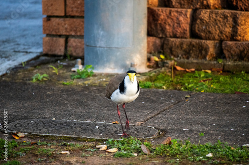 Australian Masked Lapwing   Vanellus miles 