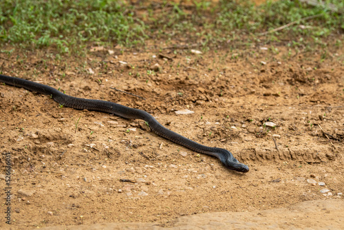full length Indian cobra or Naja naja or spectacled cobra or Asian cobra a venomous snake serpent with tongue out at forest of central india - binocellate cobra photo