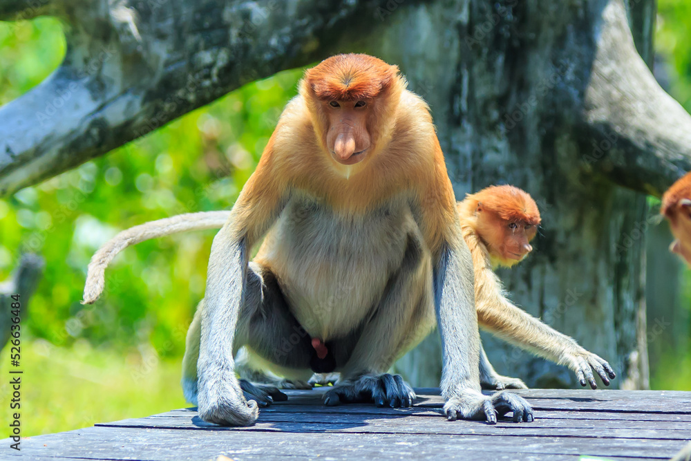 Fototapeta premium proboscis monkey or nasalis larvatus