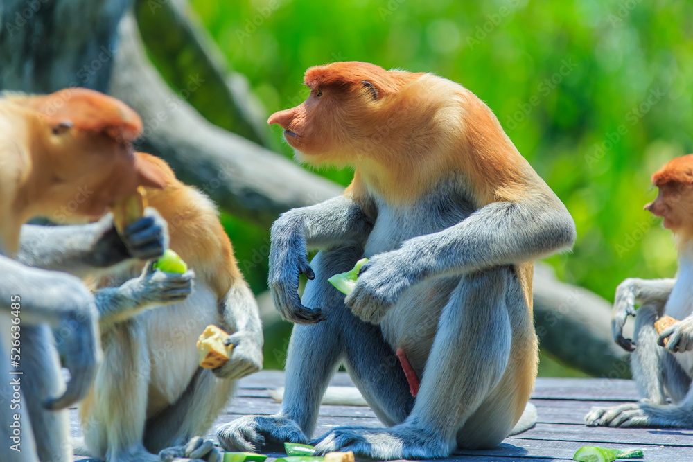 proboscis monkey or nasalis larvatus Stock Photo | Adobe Stock