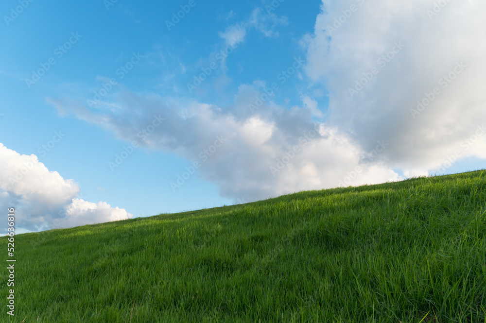 Obraz premium The vast meadow under the blue sky and white clouds