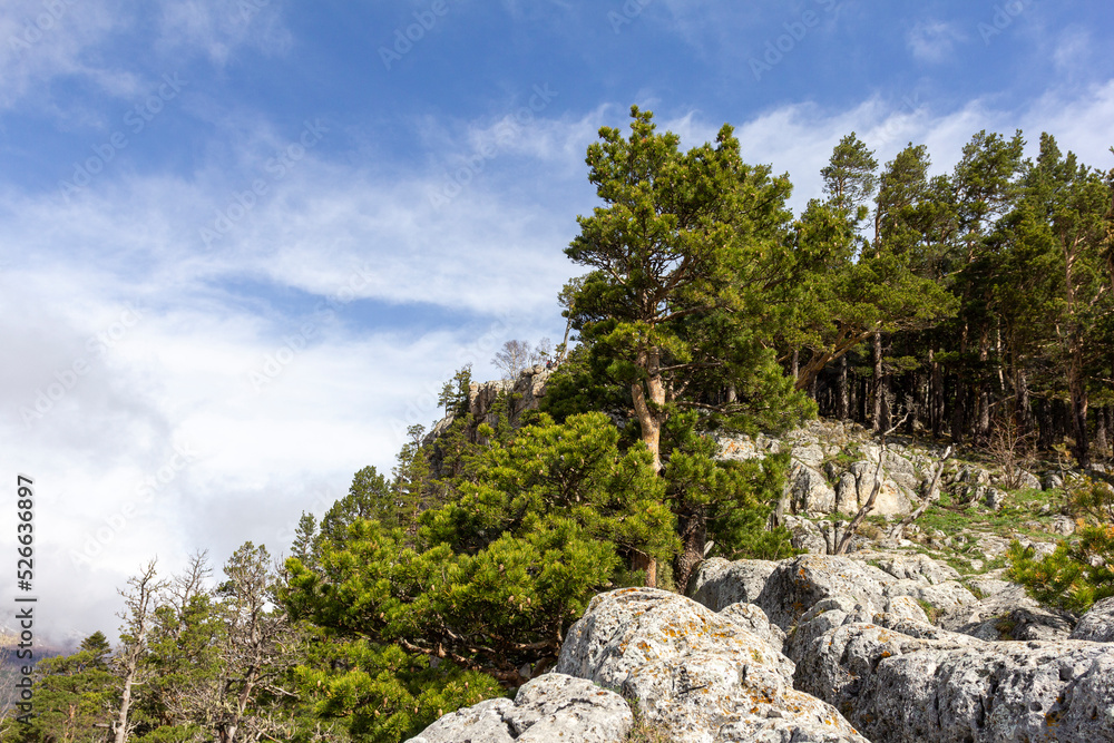 Spring, subalpine meadows wake up from hibernation, the birth of a new life in nature. Spring, subalpine meadows wake up from hibernation, the birth of a new life in nature.