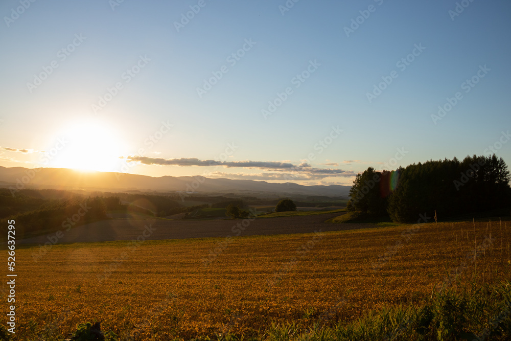 夕日に輝く丘の畑
