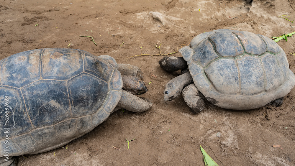 Two giant tortoises Aldabrachelys gigantea are facing each other. Shells, paws and heads are visible. View from above. Close-up. Seychelles Two giant tortoises Aldabrachelys gigantea are facing each other. Shells, paws and heads are visible. View from above. Close-up. Seychelles