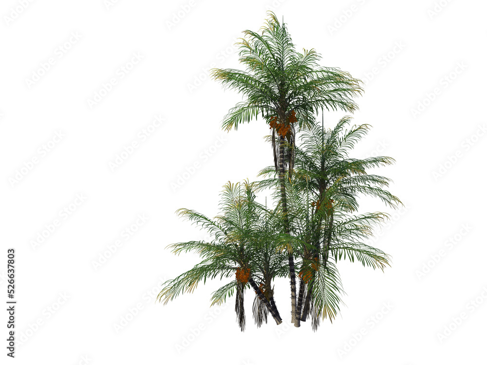 Palm  on a transparent background
