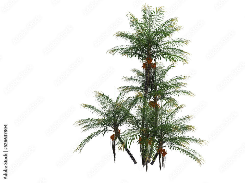 Palm  on a transparent background
