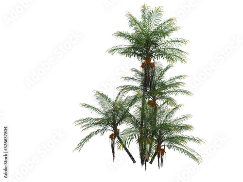Palm on a transparent background © jomphon