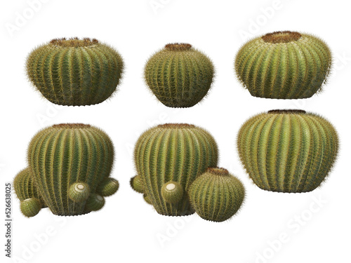 Cactus on a transparent background 