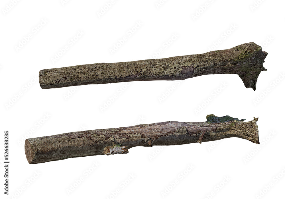 Logs decorate the garden on a transparent background
Logs decorate the garden on a transparent background