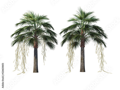 Palm on a transparent background 